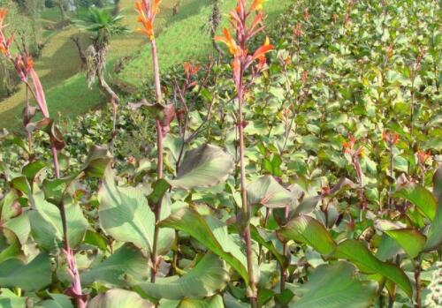 芭蕉芋有什么药用价值和功效?在开封能种植吗