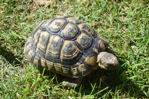 龟鳖目动物乌龟寿命有多长?都有哪些种类?乌龟寿命排行榜