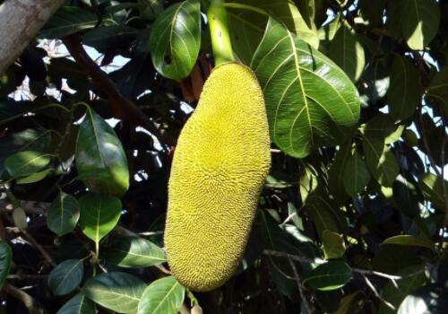 吃剩下的菠萝蜜种子怎么种植?可以作为盆栽吗