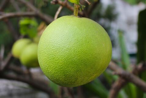 芸香科柚子的功效与作用有哪些?是凉性还是热