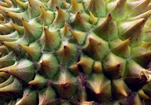 水果之王榴莲适合什么地方种植?怎么吃最有