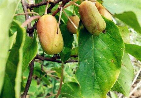 无毛软枣猕猴桃市场价格多少钱一斤?一般种植