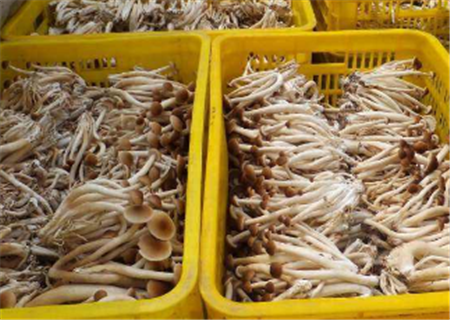 茶树菇的功效与作用有哪些?种植条件如何?附