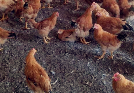 中国著名土鸡三黄鸡批发价格多少钱一斤?是