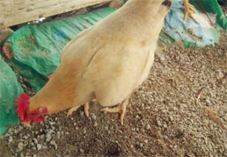 中国著名土鸡三黄鸡批发价格多少钱一斤?是