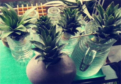 切下来的菠萝头怎么种植?种植多久能长菠萝?