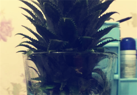 切下来的菠萝头怎么种植?种植多久能长菠萝?