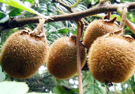 纯天然绿色水果野生猕猴桃几月份成熟?主要分