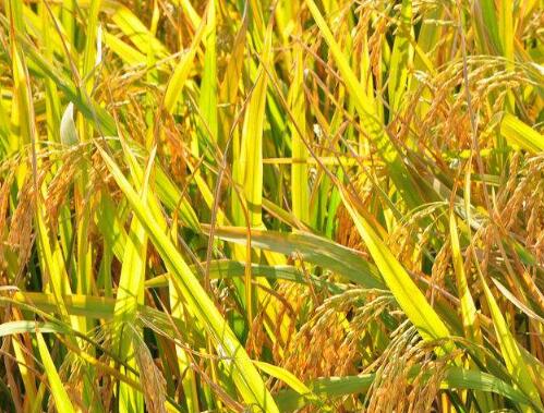 种植一亩玉米、水稻、小麦地净收入多少钱?这