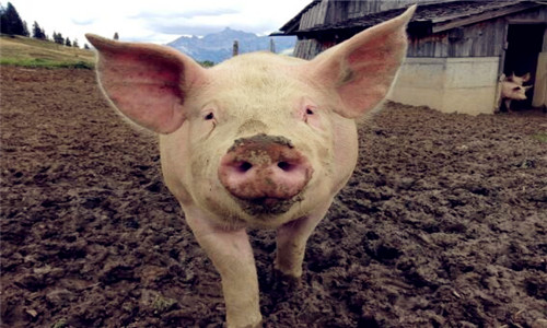 养猪一年能赚多少钱?养多少头国家有补助?