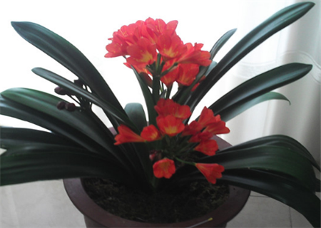 长春市市花君子兰多久浇一次水?摆放禁忌有