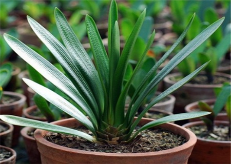 长春市市花君子兰多久浇一次水?摆放禁忌有