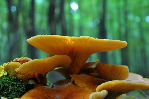真菌之花榆黄蘑的营养都有哪些?怎么做好吃