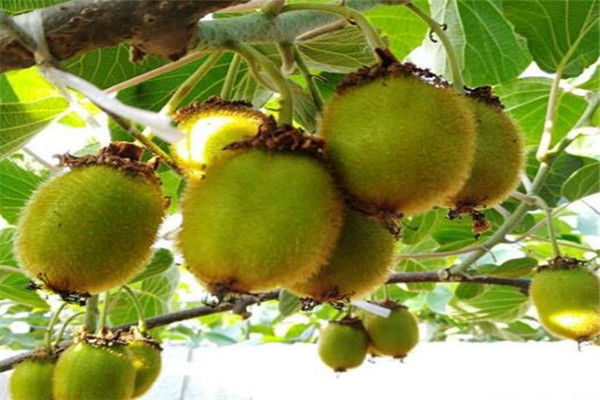 徐香猕猴桃几月份成熟?今年上市价格是多少钱