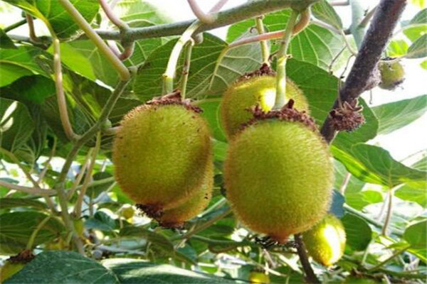 徐香猕猴桃几月份成熟?今年上市价格是多少钱