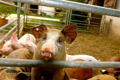 2018年养猪场扩建需要什么手续?有哪些用地政