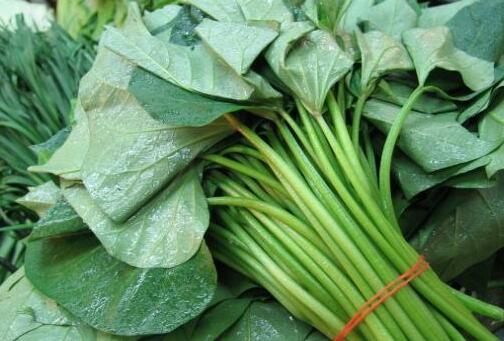 农村种植什么最有销路?长寿菜红薯叶一斤价
