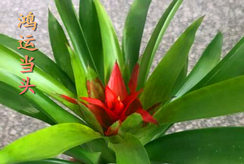 财运花鸿运当头花怎么养才红?叶子发黄、枯
