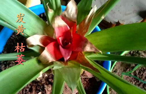 财运花鸿运当头花怎么养才红?叶子发黄、枯