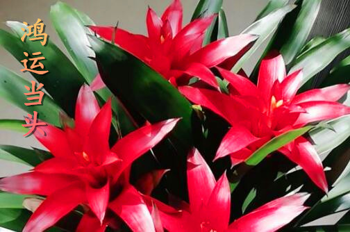 财运花鸿运当头花怎么养才红?叶子发黄、枯