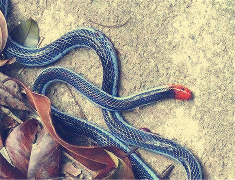 蛇最怕什么东西和气味?它的天敌是谁?掌握这