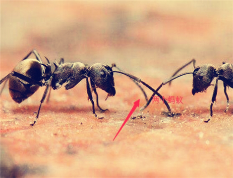 蚂蚁最怕什么?天敌是谁?这些方法清除蚂蚁10