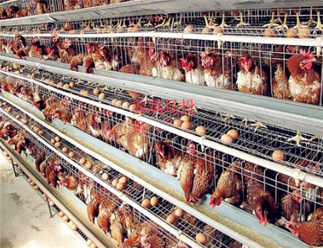 建一个10万只现代化蛋鸡养鸡场需要投资多少