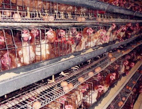 建一个10万只现代化蛋鸡养鸡场需要投资多少