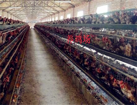 建一个10万只现代化蛋鸡养鸡场需要投资多少