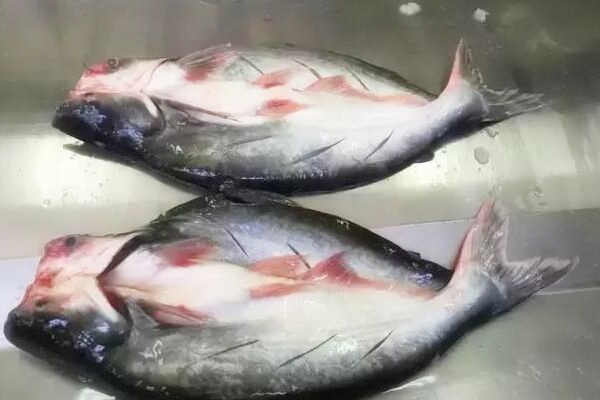 高蛋白鱼龙利鱼的热量是多少?市场价多少钱一