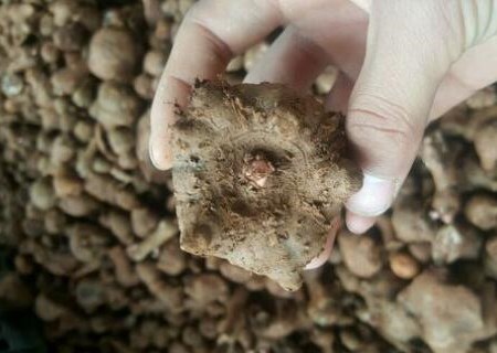 防癌魔衣魔芋种子市场价多少钱一斤?一亩地