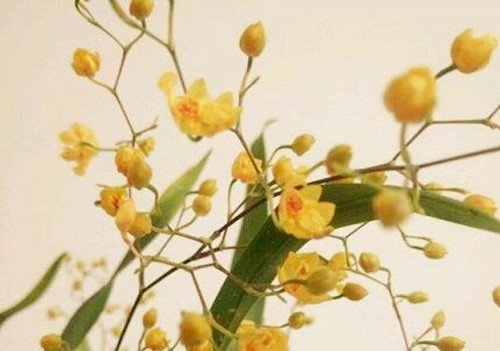 梦香兰种植技术:用什么土栽培好?什么时候种?怎么养才能开花?