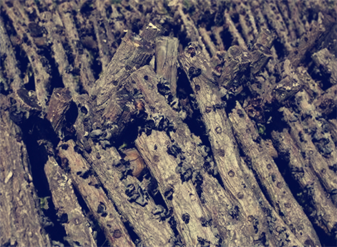 【农民工返乡创业好项目】黑木耳种植年利润最