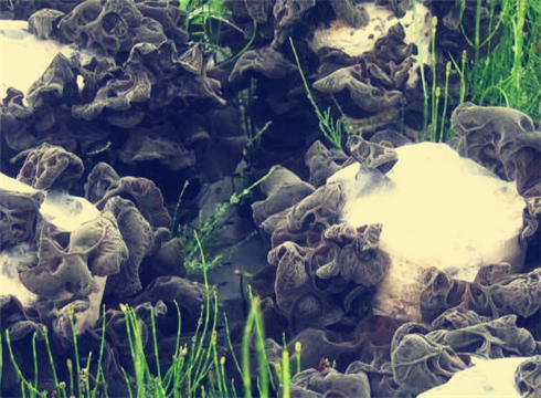 【农民工返乡创业好项目】黑木耳种植年利润最