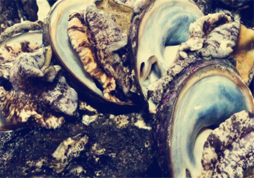 【农村致富项目推荐】现在水产养殖什么最赚钱