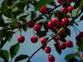 樱桃不能和什么一起吃呢?一天最多吃多少?怎