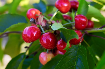 樱桃不能和什么一起吃呢?一天最多吃多少?怎