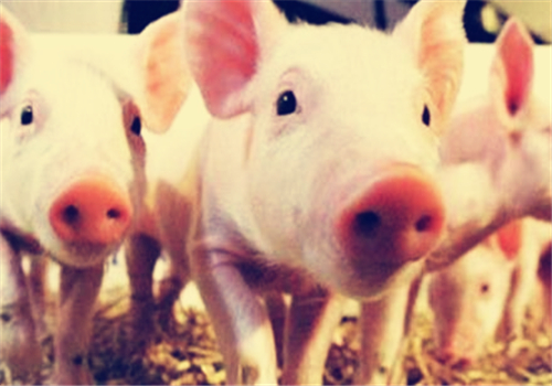 2018至2019年生猪价格走势专家预测:价格在多