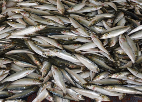 休渔期结束,淡水鱼市场为何价格遭遇低谷?海鲜