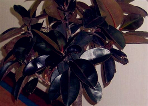 【养殖方法】室内美化植物橡皮树怎么养长得