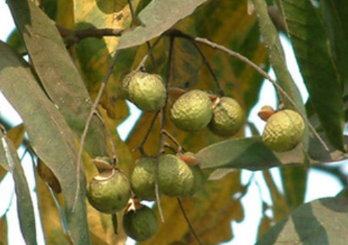 兵豆的功效与作用?食用兵豆有什么注意事项?