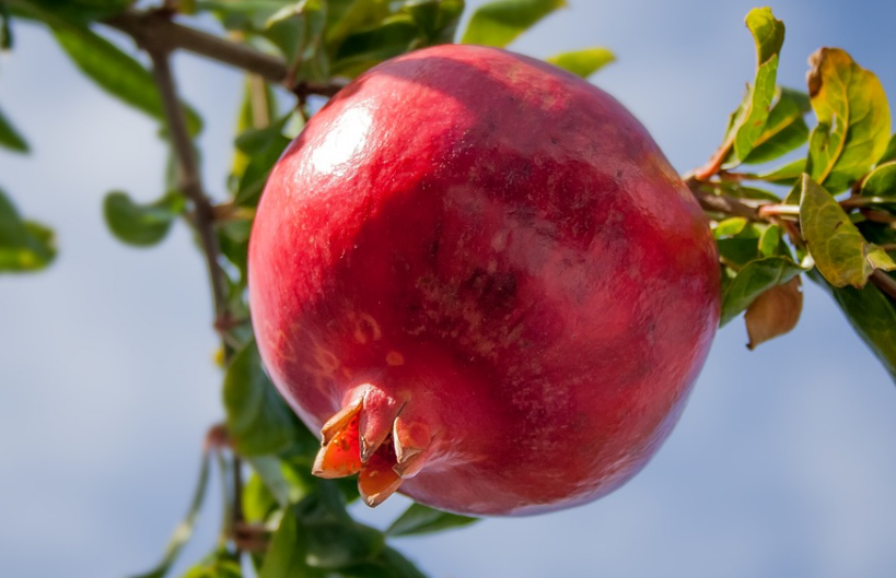 被称为长寿树的石榴树长什么样子?怎么种最