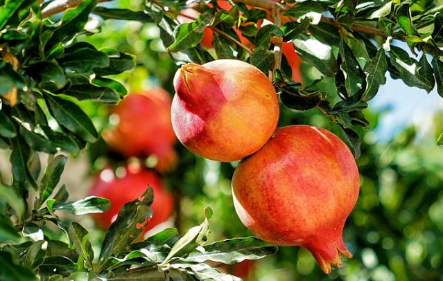 被称为长寿树的石榴树长什么样子?怎么种最