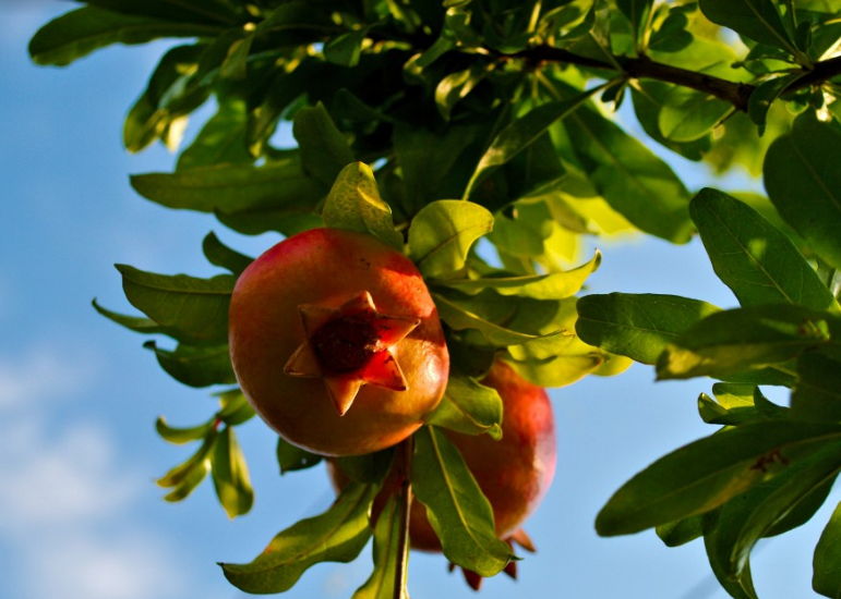 被称为长寿树的石榴树长什么样子?怎么种最