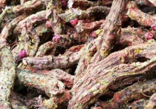 抗高原反应的红景天还有哪些功效与作用?怎么