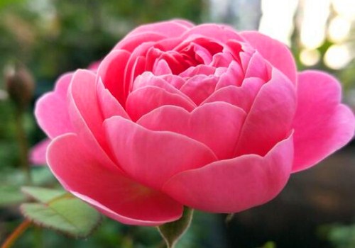 月月红 月季花的养殖方法有哪些 和玫瑰花 蔷薇花有什么区别 土流网