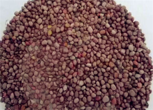 【图片解说】抗癌苗菜萝卜苗怎么种植?什么时