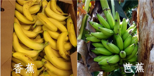 芭蕉和香蕉的区别是什么 功效与作用有哪些 孕妇可以吃芭蕉吗 土流网