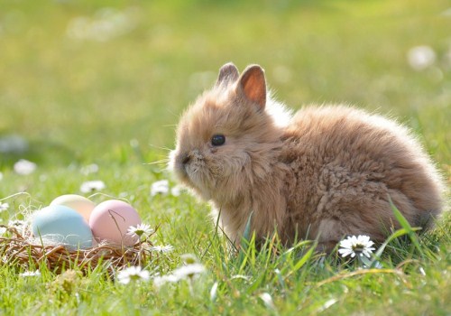 兔子养殖技术:宠物兔子怎么养?多少钱一只?养