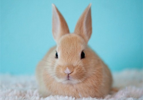 兔子养殖技术:宠物兔子怎么养?多少钱一只?养